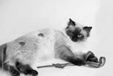 preview bw