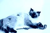 preview cold