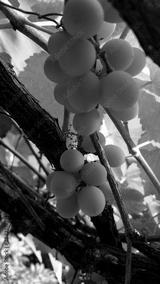 preview bw