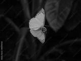 preview bw