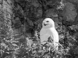 preview bw
