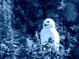 preview cold