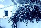 preview cold
