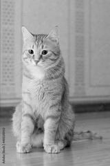 preview bw