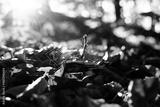 preview bw