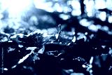 preview cold