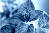 preview cold
