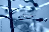 preview cold