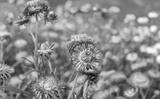 preview bw