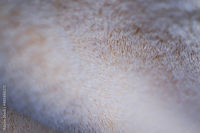 image to crop