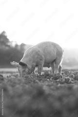 preview bw