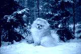 preview cold