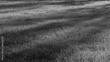 preview bw