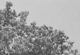 preview bw