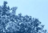 preview cold