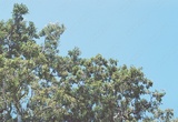 preview original
