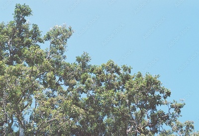 image to crop
