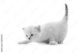 preview bw