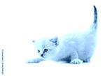 preview cold