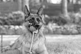preview bw