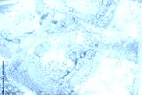 preview cold