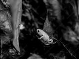 preview bw