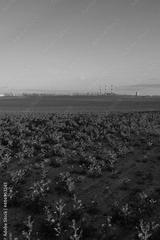 preview bw