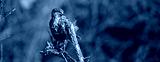 preview cold