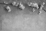 preview bw