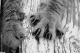 preview bw