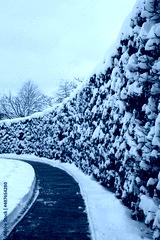 preview cold