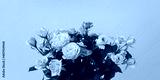 preview cold