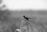 preview bw