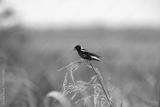 preview bw