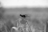 preview bw
