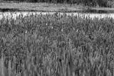 preview bw
