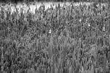 preview bw