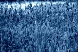 preview cold