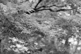 preview bw