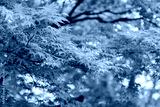 preview cold