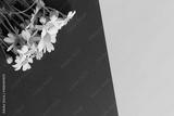 preview bw