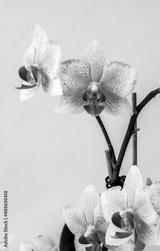 preview bw