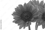 preview bw