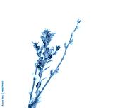 preview cold