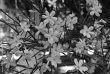 preview bw