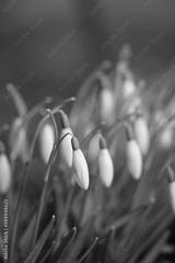 preview bw
