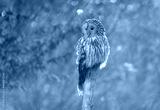 preview cold