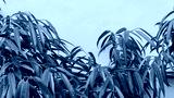 preview cold
