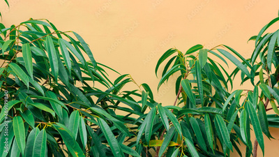image to crop