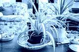 preview cold